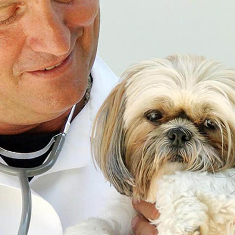 Image of dog with a doctor