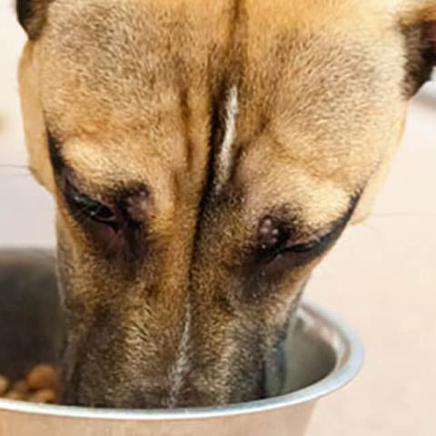 Image of dog eating